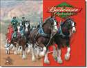 Budweiser - Clydesdales tin signs
